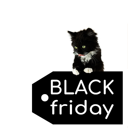 Black kitten on a price tag with a white inscription Black Friday, isolated on a white background
