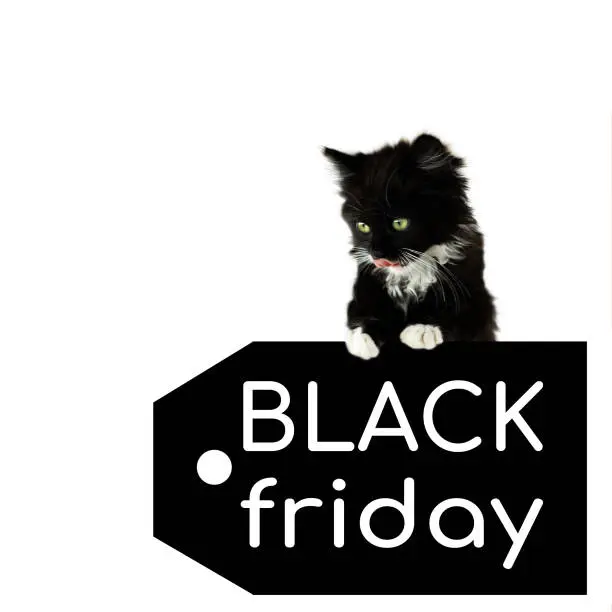 Photo of Black kitten on a price tag with a white inscription Black Friday isolated on a white background