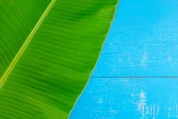 la plantain verde per le banane lascia la posa piatta in sfondo di legno blu per uno sfondo tropicale estivo. composizione di progettazione della vista superiore con spazio di copia. - banana leaf foto e immagini stock