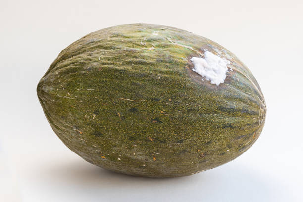 Rotten Santa Claus melon, sometimes known as Christmas melon or Piel de Sapo or Toad Skin, a variety of green melon from Spain