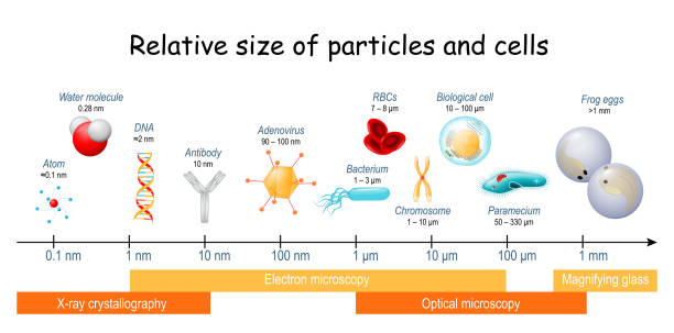 comparison of Relative size of particles and cells on biological scale comparison of Relative size of particles and cells on biological scale. different sizes of biological cells, bacteria, and viruses. Microscopic techniques that are required to see the objects. chromosome illustrations stock illustrations