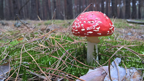 Amanita muscaria mushroom in a pine forest