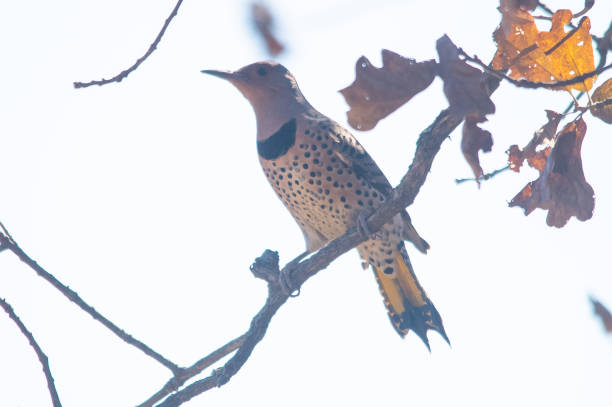 istock Northern flicker woodpecker 1284811671