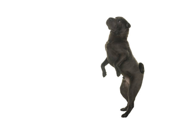 istock Jumping grey Shar Pei dog looking away isolated on a white background begging 1284812306