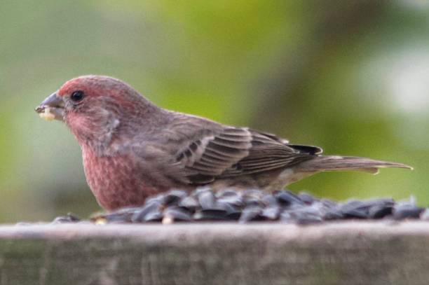 istock House finch in Oklahoma 1284814134