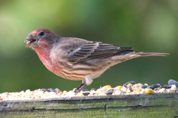 istock House finch in Oklahoma 1284814330