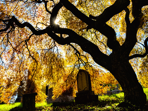 Colorful foliage at the historic Green-Wood Cemetery in Brooklyn, New York on a perfect fall day