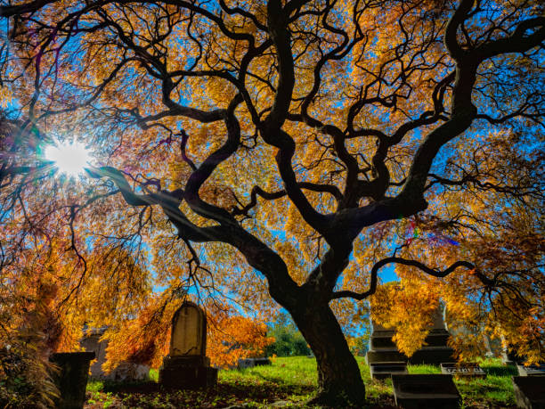 istock Green-Wood Cemetery in Autumn 1284815224