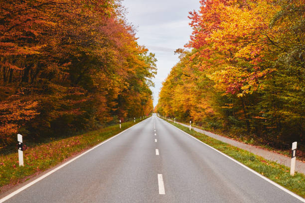istock Empty road through a forest landscape scene with golden fall trees in Germany 1284815953