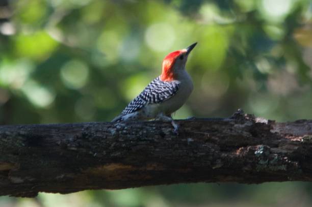 istock Male red bellied woodpecker in Oklahoma 1284816973