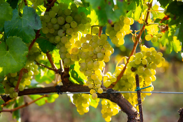 istock Clusters of sappy white grapes in vineyard 1284817064