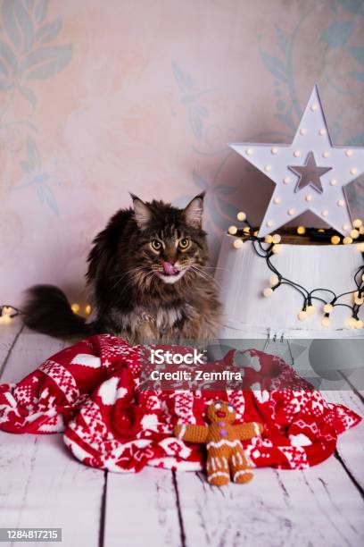 A Christmas Cat Stock Photo - Download Image Now - Blanket, Christmas, Domestic Cat