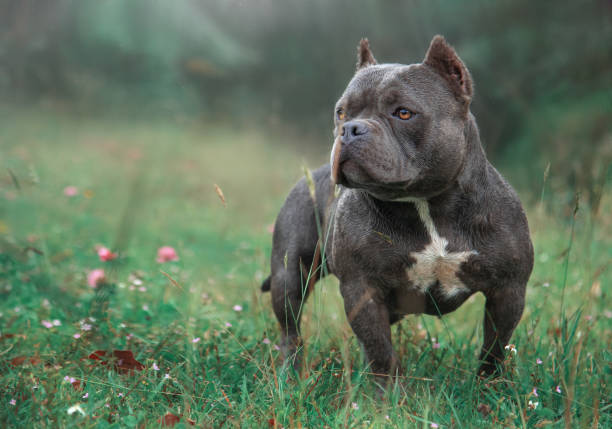 istock gray american bully dog ​​with candy eyes in the grass with his head facing left 1284820051