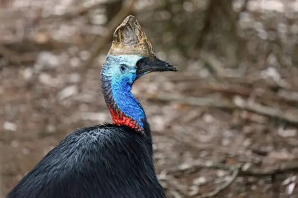 Photo of Two-wattled cassowary