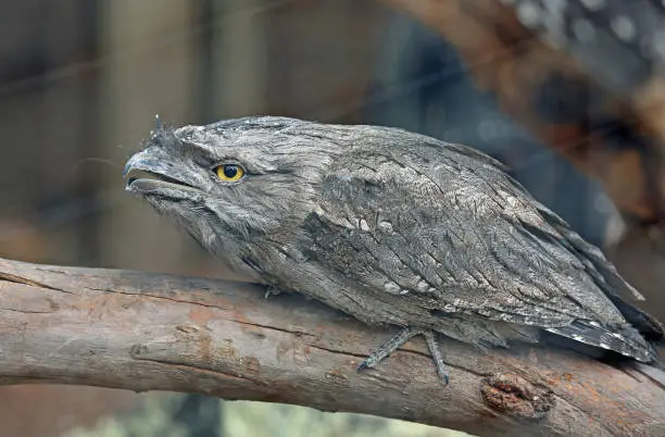 Photo of Tawny Frogmouth in profile