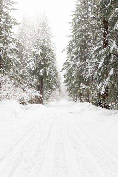istock Road Covered in Snow in a Forest in Winter 1284820310