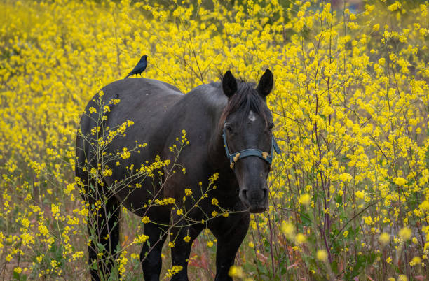 Photo of a black horse with a bird standing on its back on a yellow flower background