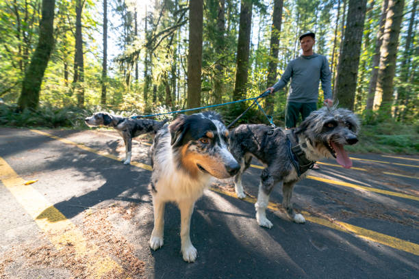 istock Three dogs on leashes enjoying a walk in a forested park 1284822962