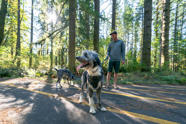 istock Happy dog on leash enjoying the outdoors on a sunny afternoon 1284822963