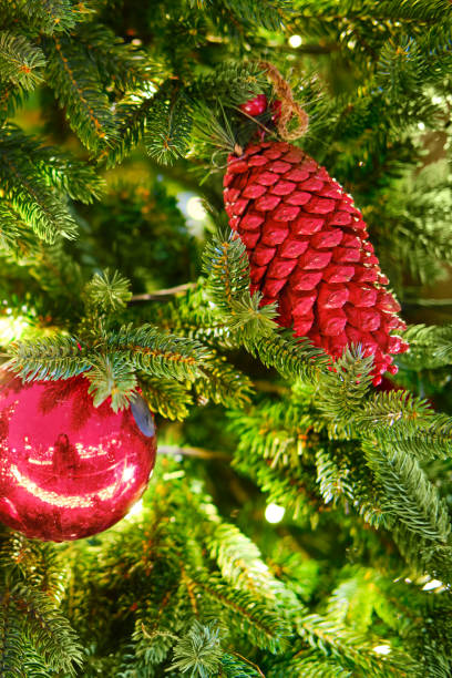 rotkiefer-kegel hängen als dekoration auf grünen weihnachtsbaum, nahaufnahme - anticipation outdoors close up nobody stock-fotos und bilder