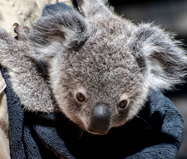istock Baby Koala which was rescued from the Australian bush fires. 1284827652