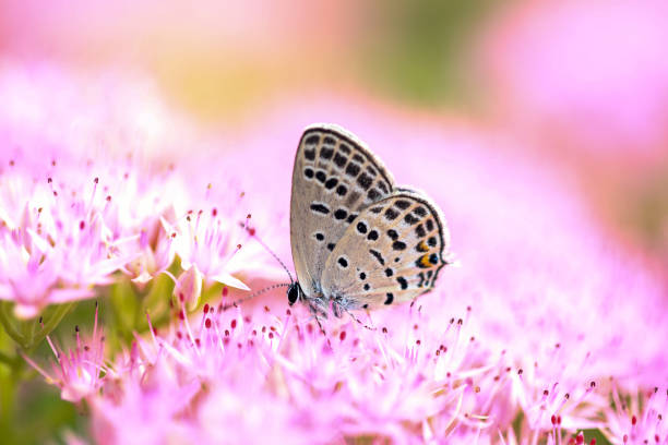 gossamer-winged butterfly, A butterfly is gathering honey
