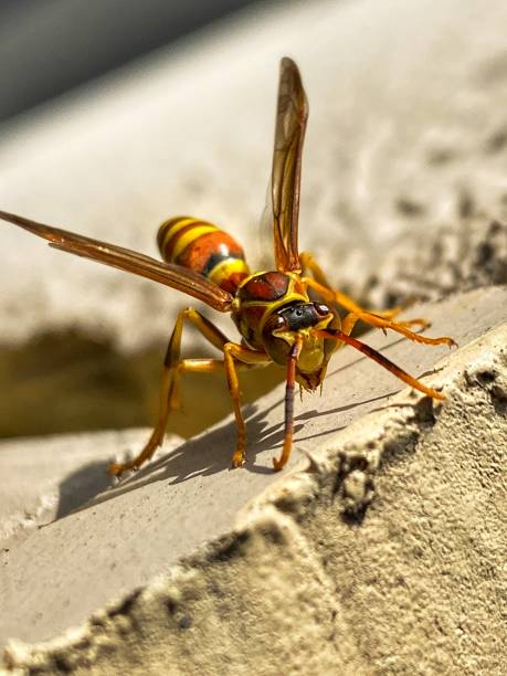 istock Close Up of Wasp 1284827712