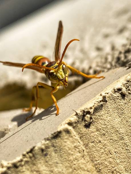 istock Closeup of a Wasp 1284827716