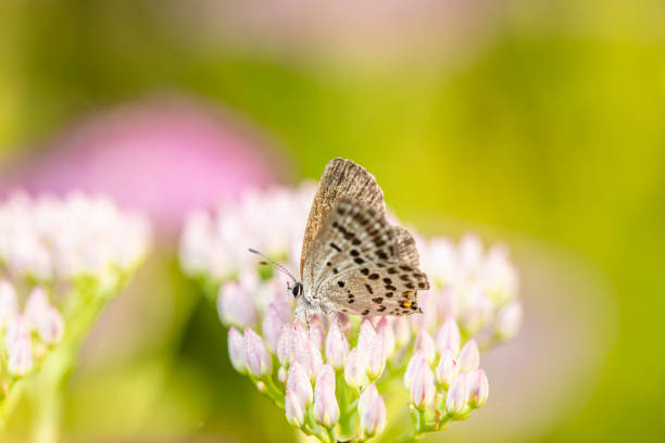 The butterfly perched in the thicket of flower in the garden.