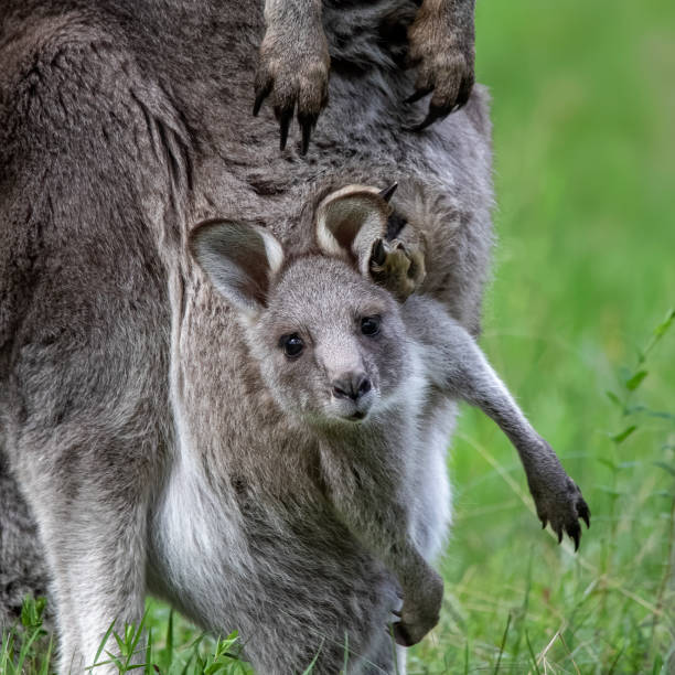 östliches graukänguru joey im beutel - kangaroo joey marsupial mammal stock-fotos und bilder