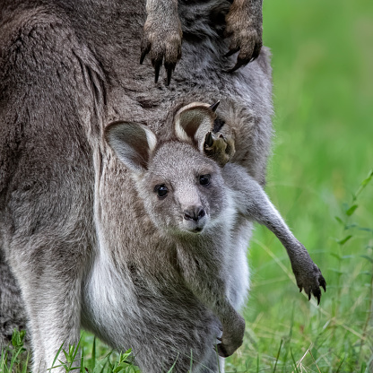 Eastern Grey Kangaroo Joey in pouch