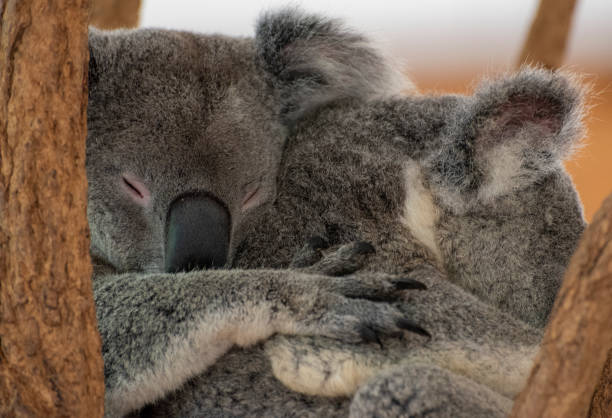 dois coalas se abraçam e cochilam em uma árvore de eucalipto - koala bear animals in the wild perching - fotografias e filmes do acervo