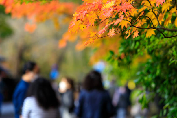 istock beautiful autumn leaf colors in japan 1284827810