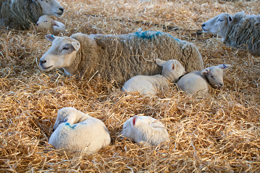 White faced new born Lleyn lambs and ewes on straw bedding in a barn. North Yorkshire, England, UK