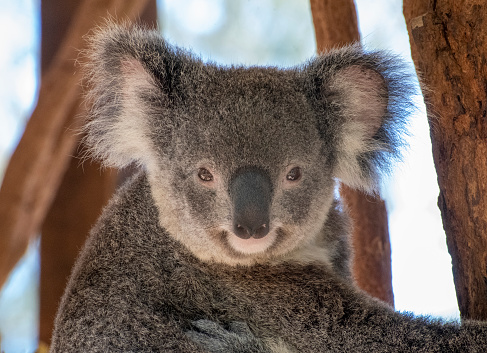Koala in a wildlife park in Victoria Australia