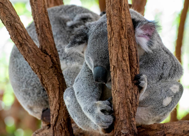 dois coalas se abraçam e cochilam em uma árvore de eucalipto - koala bear animals in the wild perching - fotografias e filmes do acervo
