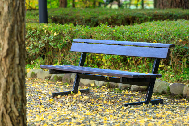 istock beautiful autumn leaf colors in japan, 1284828567