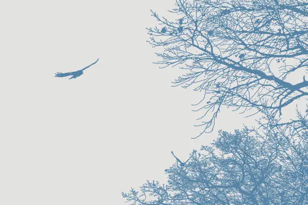 Vector illustration of Hawk flying above trees