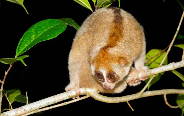 Sunda loris (nycticebus coucang) perched on a tree. Living the fig fruit at night. It is often smuggled as pets and food. Wildlife crimes in Asia.