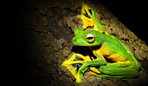 rhacophorus nigropalmatus (sapo-árvore de wallace). - closed multi colored macro equipment - fotografias e filmes do acervo