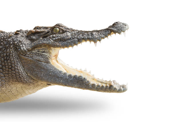 istock The crocodile is opening its mouth and waiting for its prey. 1284830623
