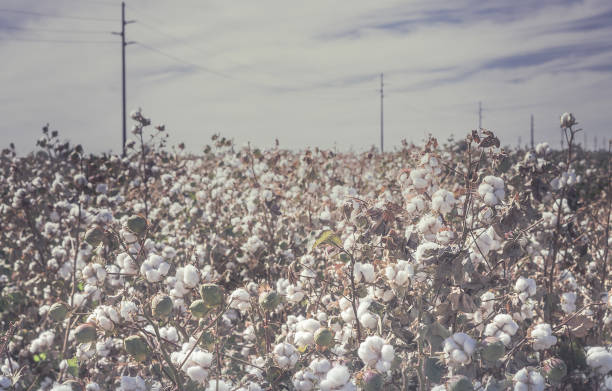istock cotton crop landscape, ripe cotton bolls on branch 1284830644
