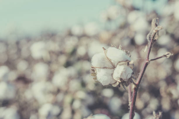 istock cotton crop landscape, ripe cotton bolls on branch 1284830652