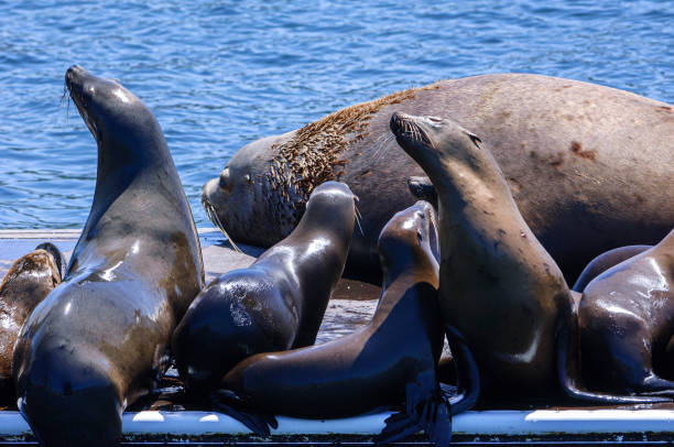 istock Colony of Wild Sea Lions Resting on Abandoned Dock 1284832247