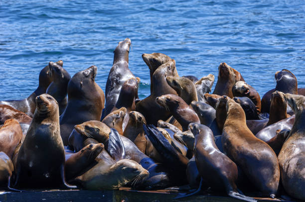 istock Colony of Wild Sea Lions Resting on Abandoned Dock 1284832307