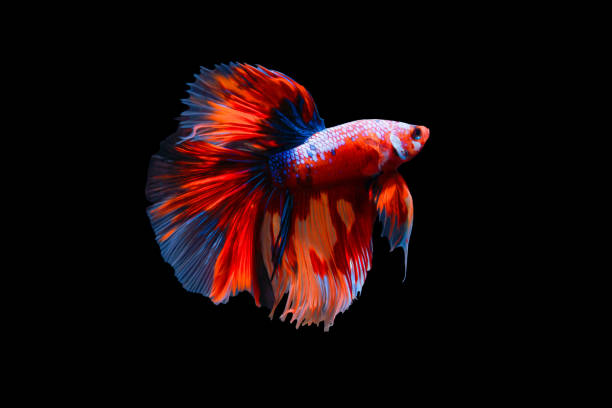 betta fish, siamese fighting fish, betta splendens (fullmoon betta )isolated on black background - fish siamese fighting fish isolated multi colored imagens e fotografias de stock