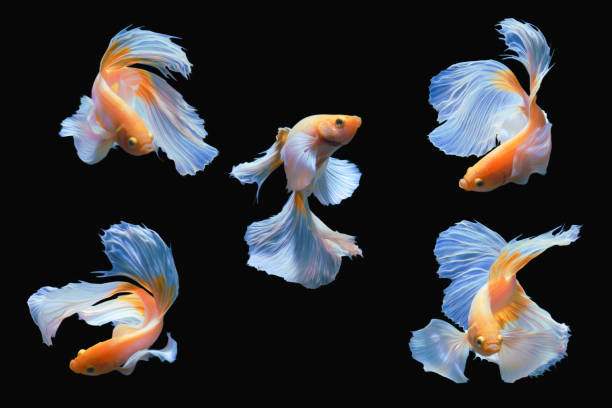 serie di azione in movimento di giallo mezza luna siamese betta pesce o dumbo betta splendens combattere i pesci isolati su sfondo nero. - half moon tail foto e immagini stock