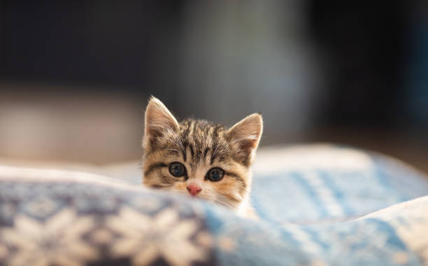 Portrait Of An Adorable Baby Kitten Looking At Camera On Cushion Stock  Photo - Download Image Now - iStock