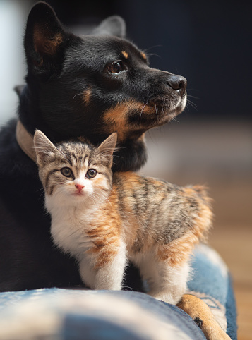 A young kitten rubbing up on her adopted Mama dog.