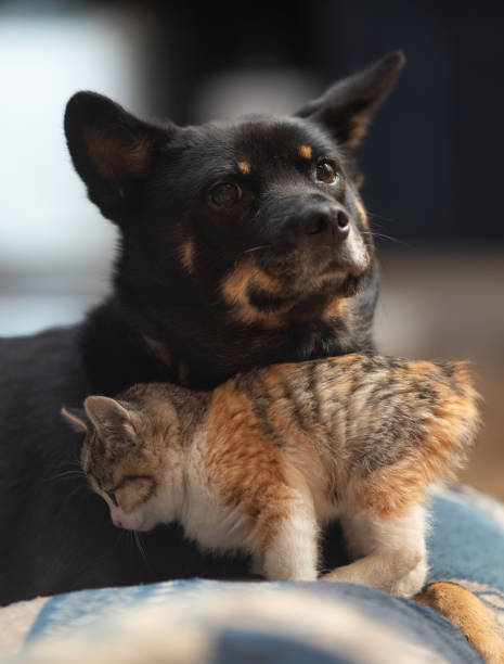A young kitten rubbing up on her adopted Mama dog.
